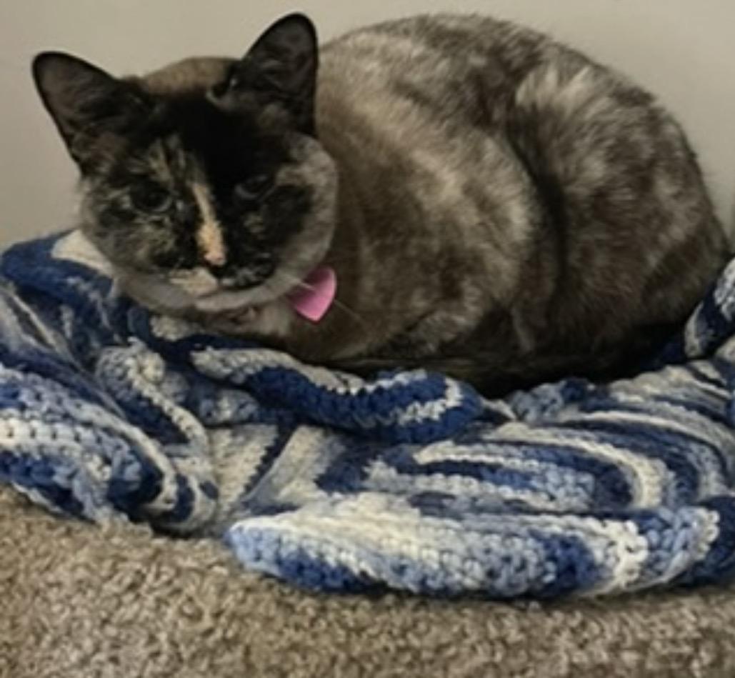 Snowball , an adopted mixed breed in Inez, TX image 5/6