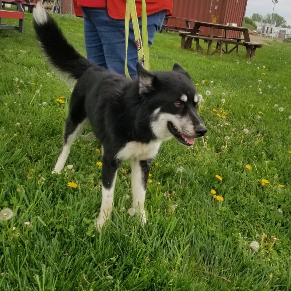 Dog for adoption Kiah, a Husky Mix in Elyria, OH Petfinder