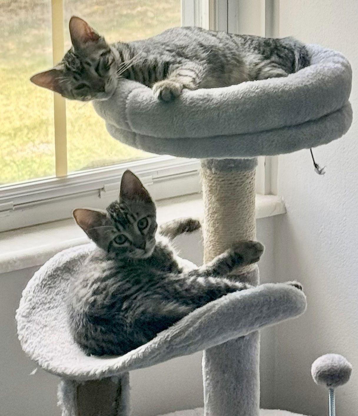 Kit & Kat (Katboodle), Adopted, Young Male Domestic Short Hair & Tabby.