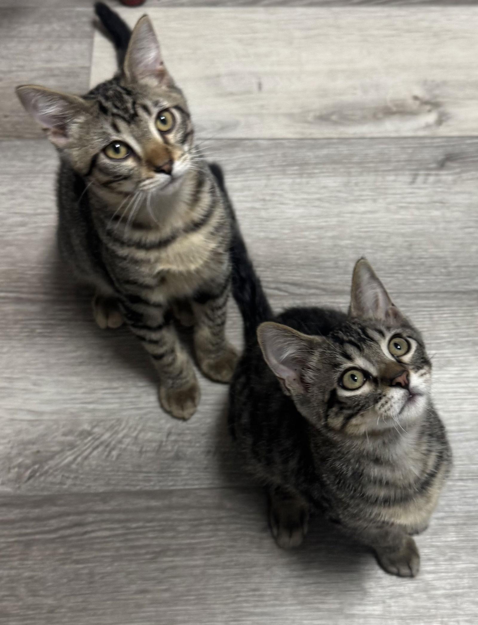 Kit & Kat (Katboodle), a Adopted mixed breed in O'Fallon, MO image 2/3