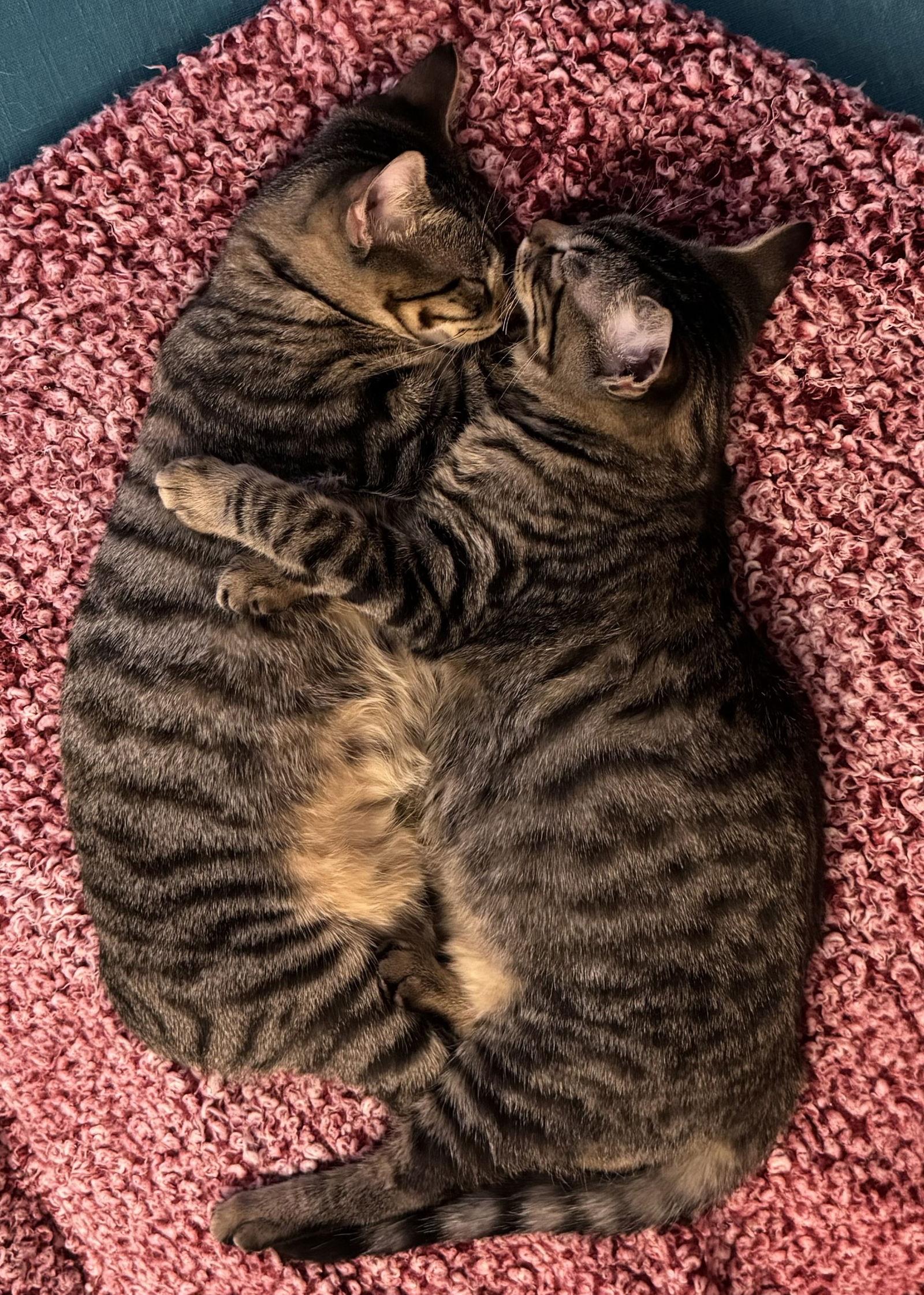 Kit & Kat (Katboodle), a Adopted mixed breed in O'Fallon, MO image 3/3