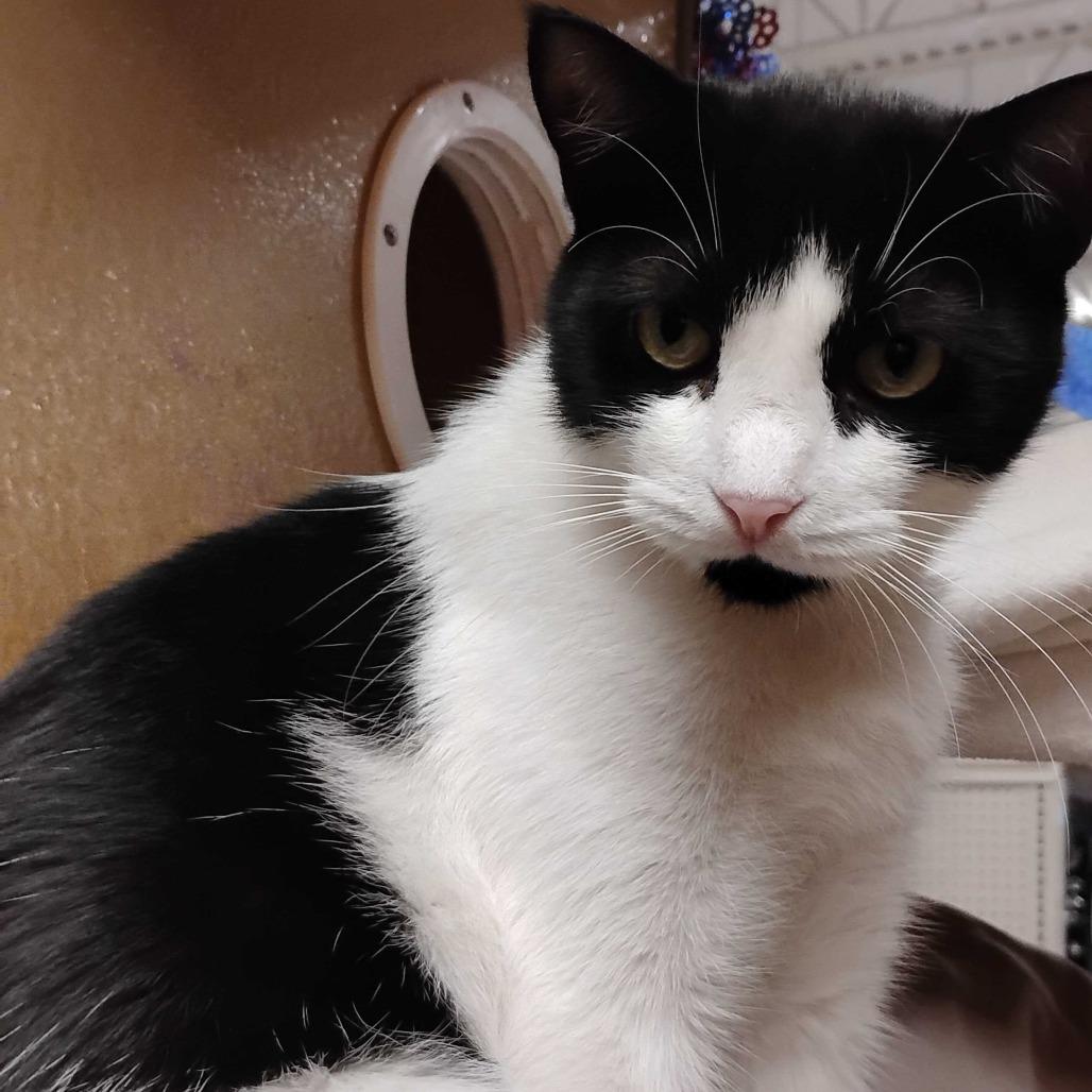 Chin Up, Adoptable, Adult Female Domestic Short Hair.