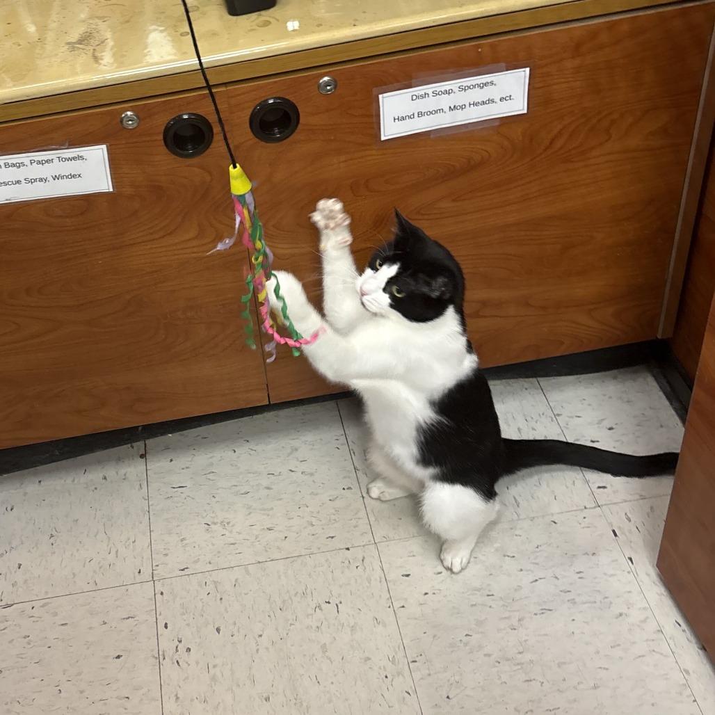 Enlarge Chin Up, a Adoptable Domestic Short Hair in Philadelphia, PA image 2/5