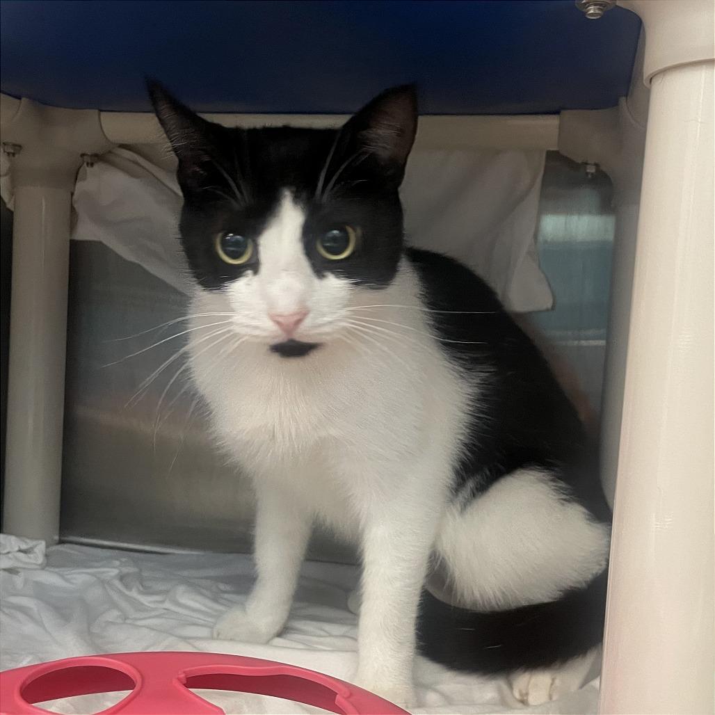 Enlarge Chin Up, a Adoptable Domestic Short Hair in Philadelphia, PA image 3/5