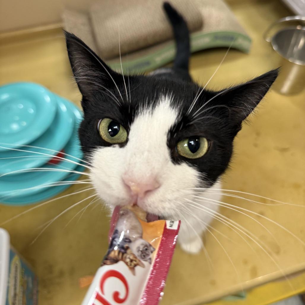 Enlarge Chin Up, a Adoptable Domestic Short Hair in Philadelphia, PA image 4/5