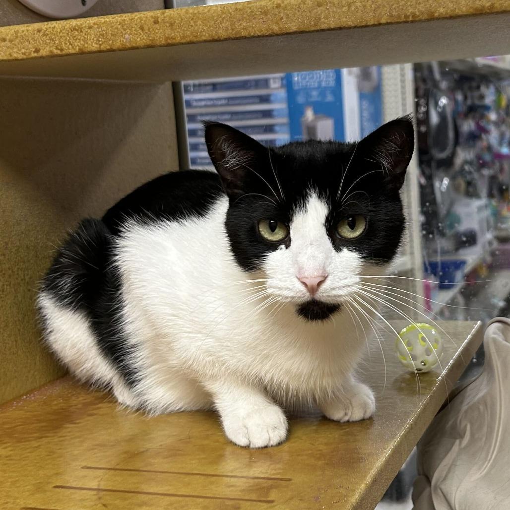 Enlarge Chin Up, a Adoptable Domestic Short Hair in Philadelphia, PA image 5/5