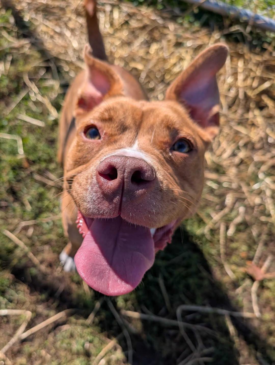 Gabbie, Adopted, Adult Female Mixed Breed.