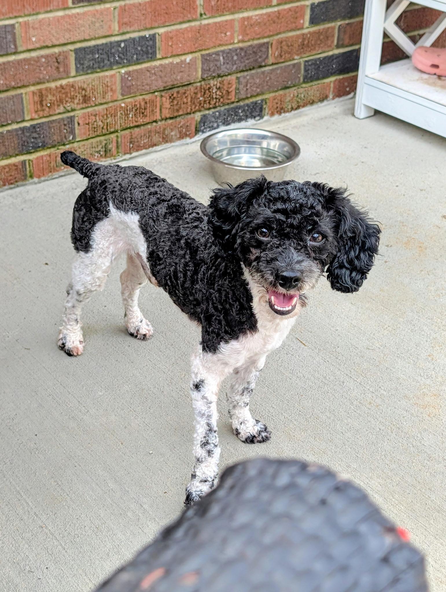 Jordan, Adoptable, Young Male Miniature Poodle.