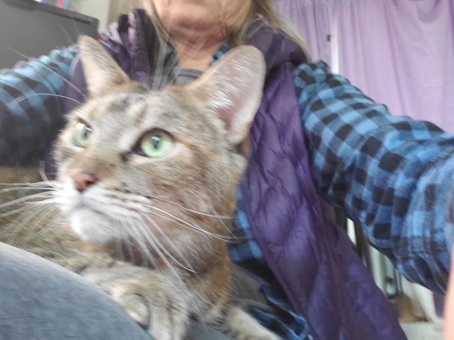 Enlarge Tibby The Torbie, a Adoptable mixed breed in Forest Knolls, CA image 1/1