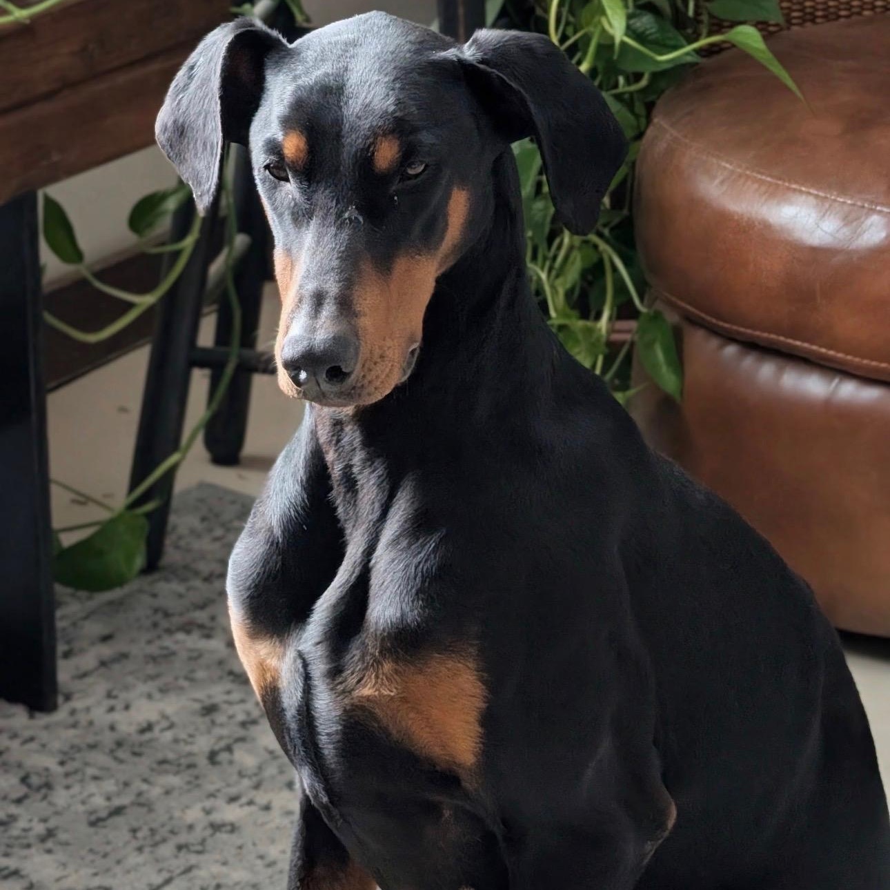Killian , a ADOPTABLE Doberman Pinscher in Columbus, OH image 2/2