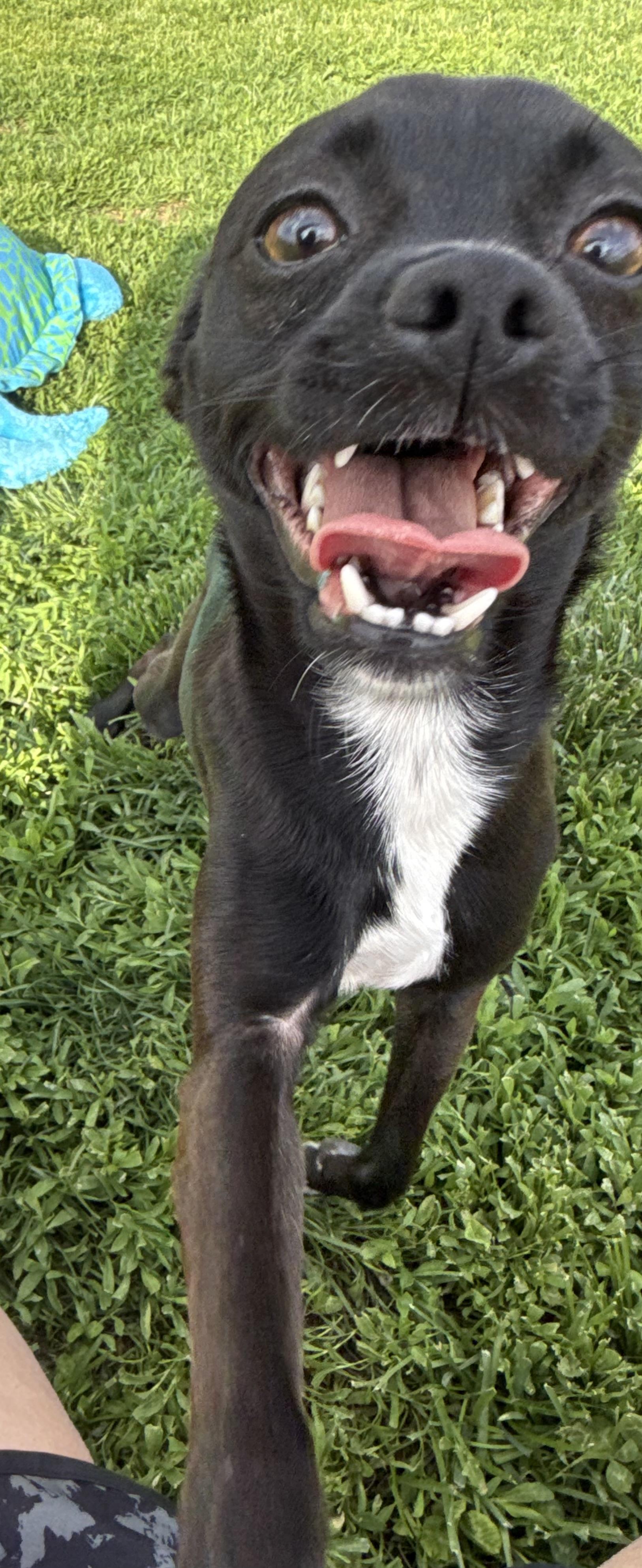 Enlarge Cookie, a ADOPTABLE mixed breed in Brazil, IN image 2/3