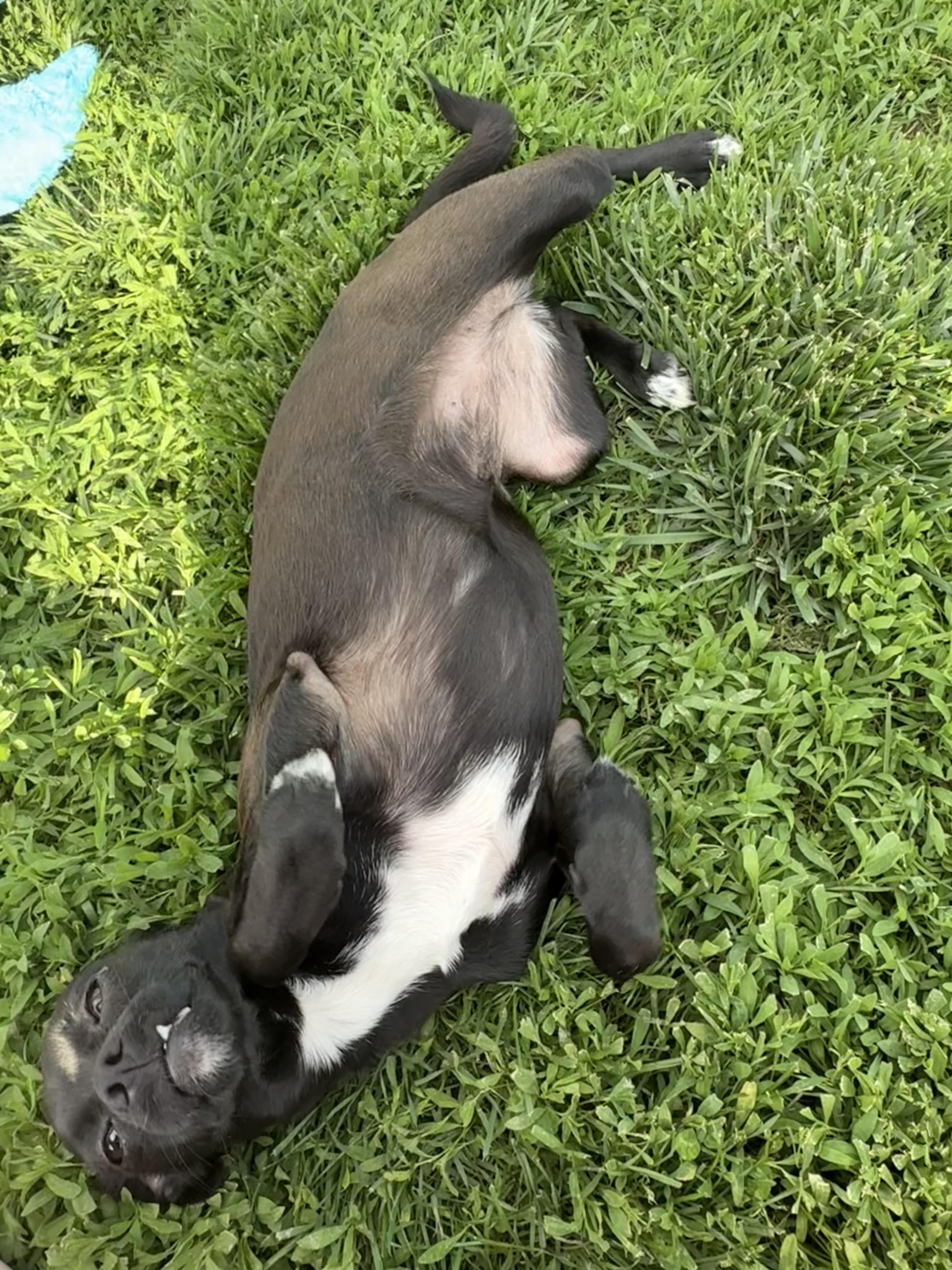 Enlarge Cookie, a ADOPTABLE mixed breed in Brazil, IN image 3/3