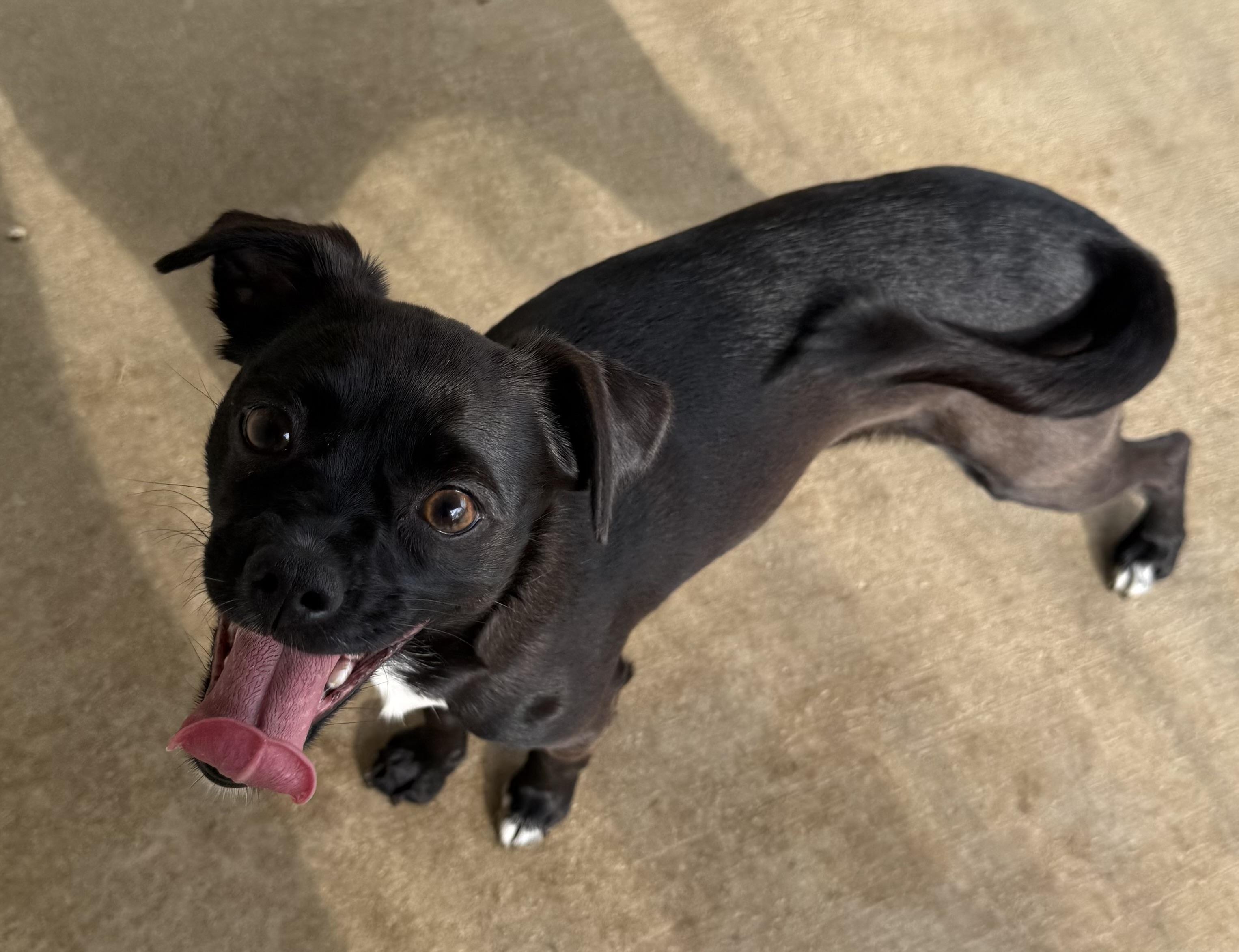 Enlarge Cookie, a ADOPTABLE mixed breed in Brazil, IN image 1/3