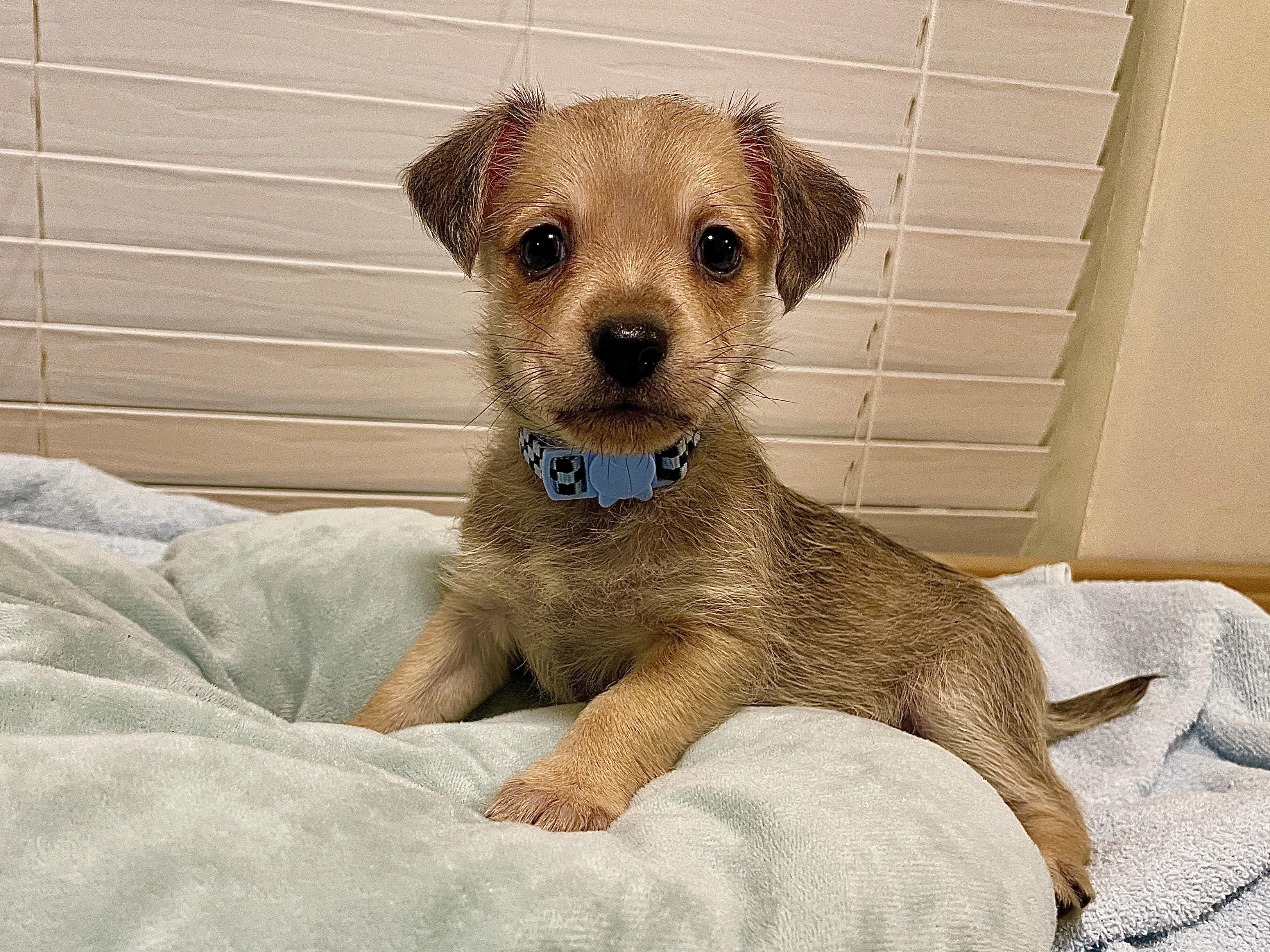 Enlarge Owen, a Adopted mixed breed in Round Rock, TX image 1/4