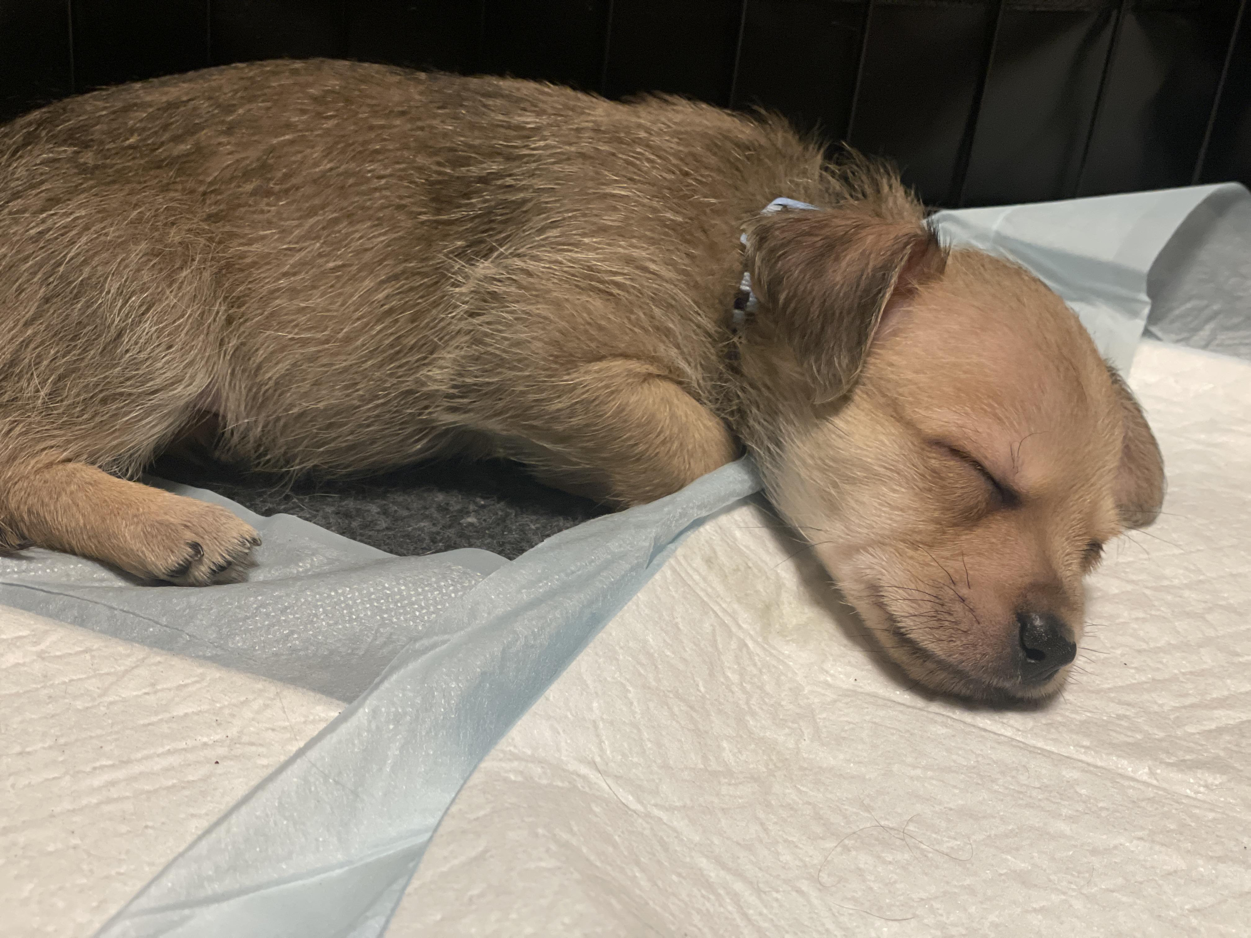 Enlarge Owen, a Adopted mixed breed in Round Rock, TX image 2/4