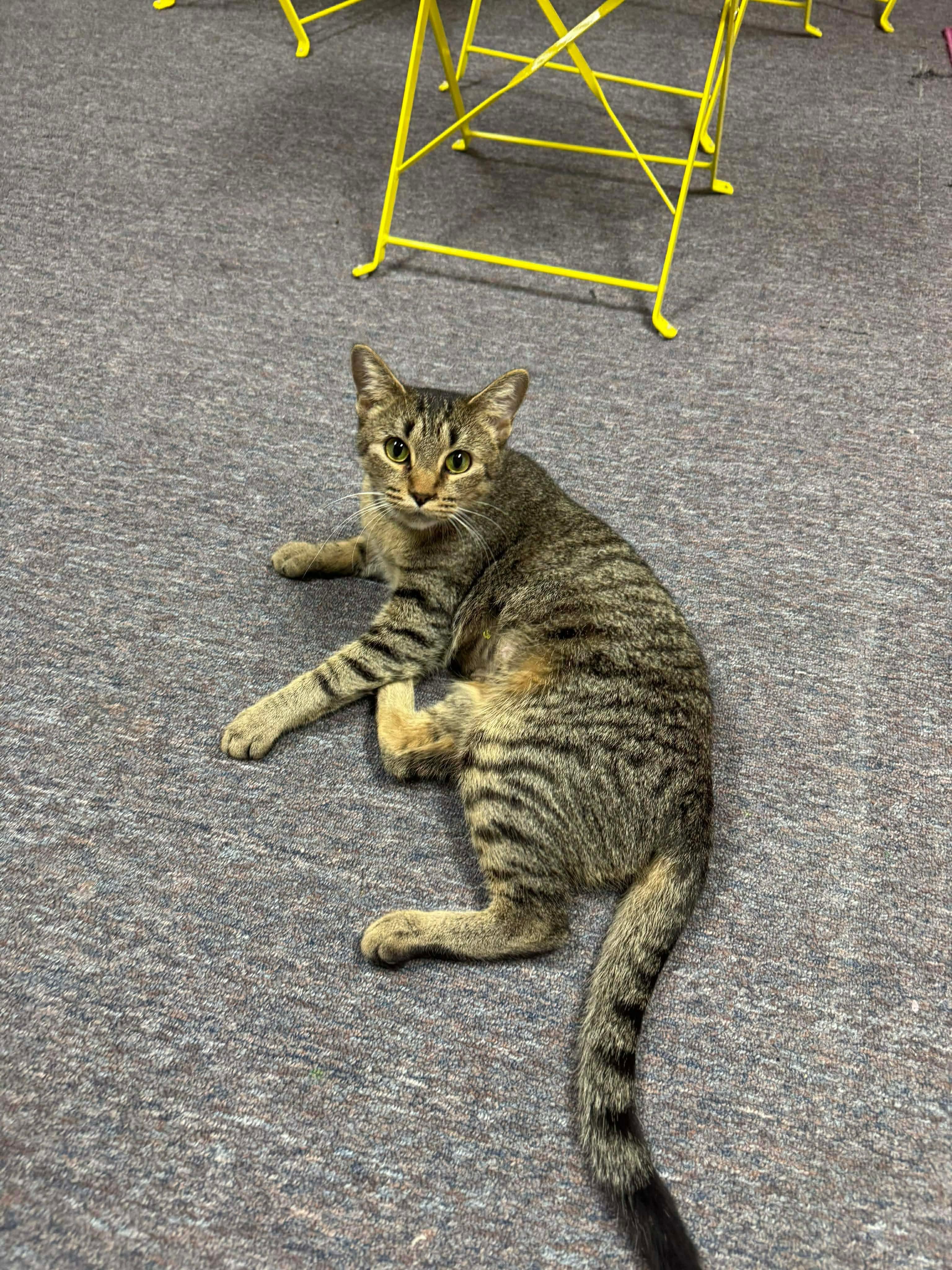 Enlarge Cardamom, a Adoptable Domestic Short Hair in Randolph, AL image 2/2