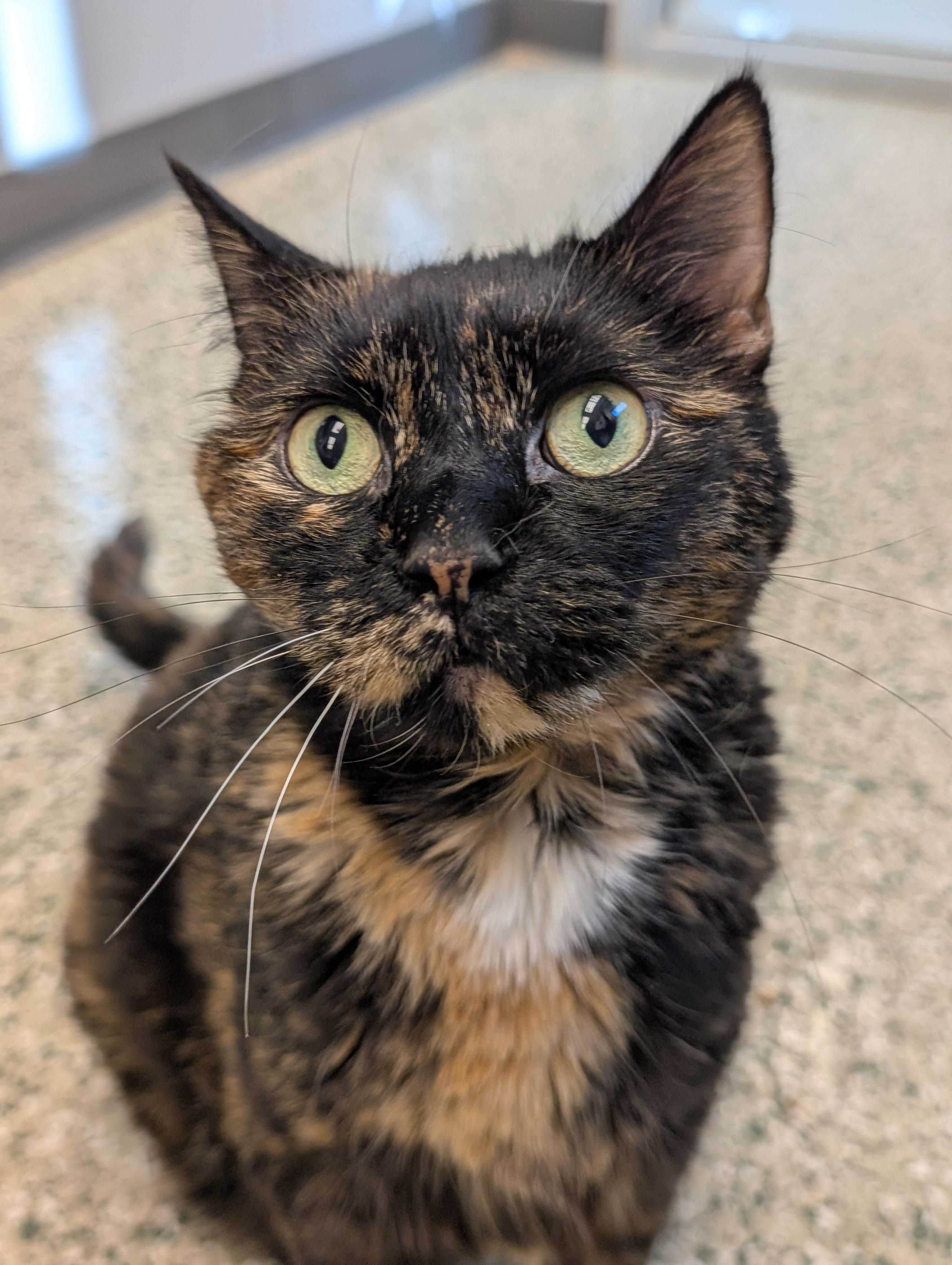 Enlarge Tori, a Adoptable Domestic Short Hair in Cedar Rapids, IA image 1/2