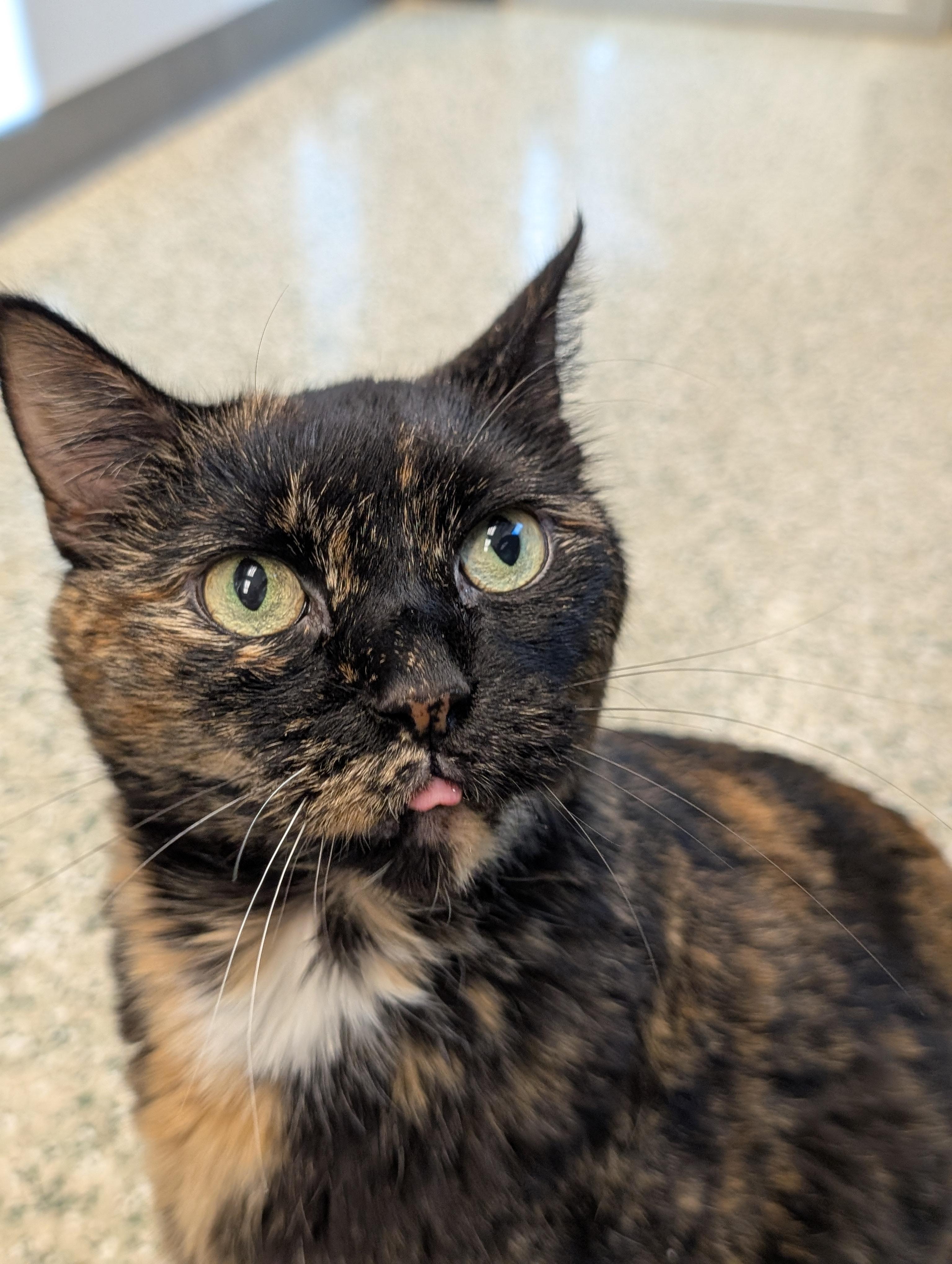 Enlarge Tori, a Adoptable Domestic Short Hair in Cedar Rapids, IA image 2/2