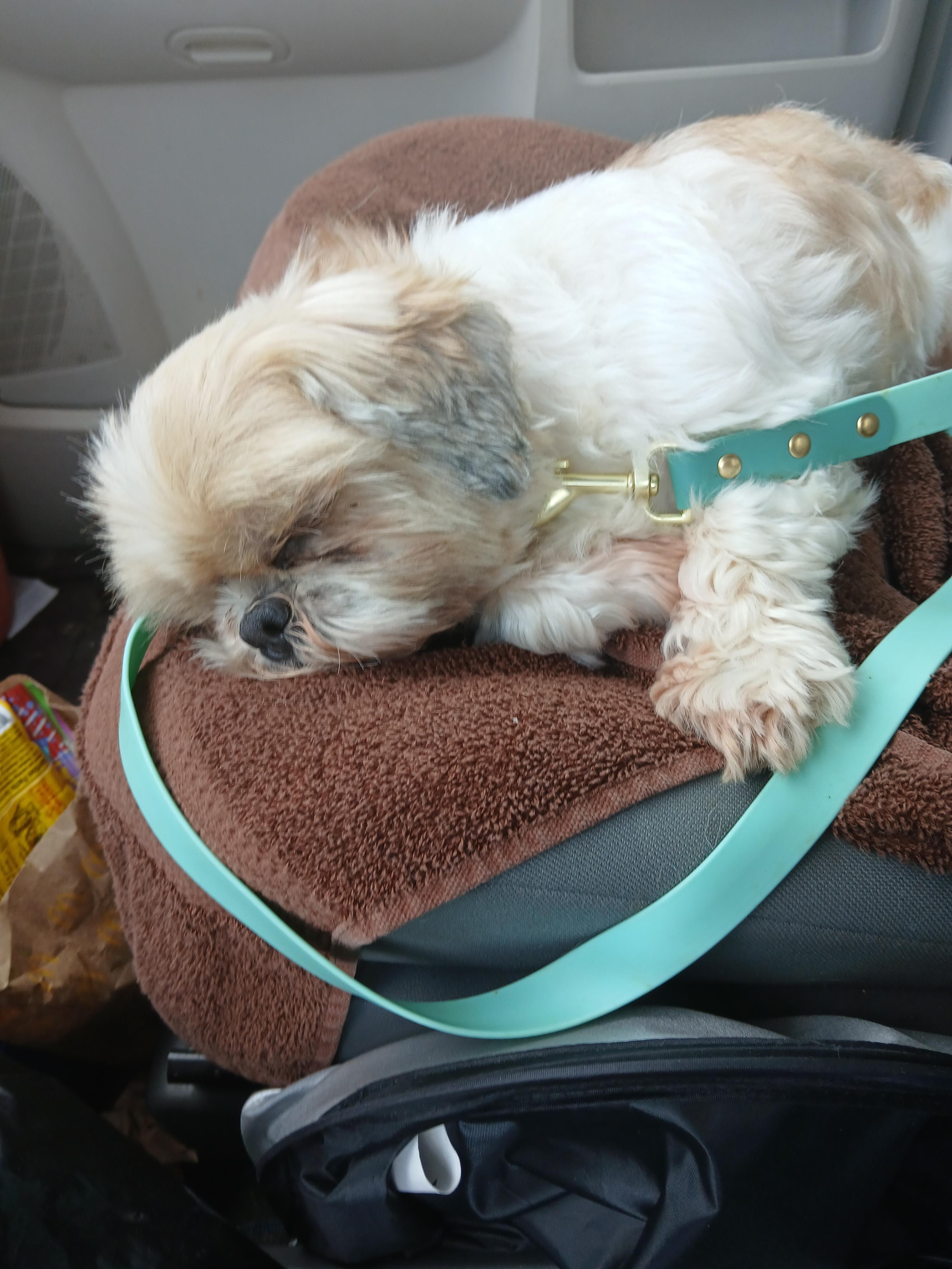 Lani, ADOPTABLE, Senior Female Shih Tzu.