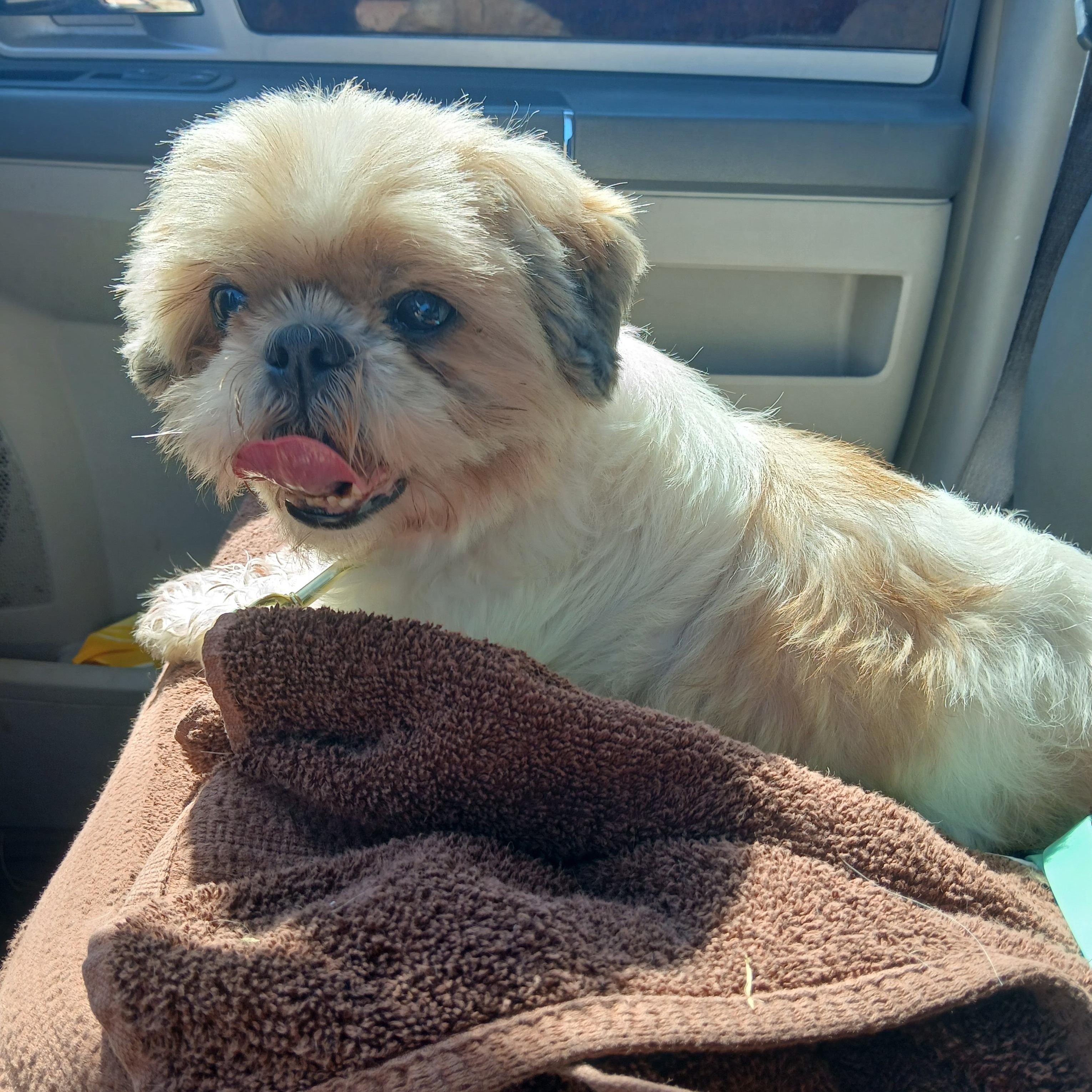 Lani, a ADOPTABLE Shih Tzu in Carey, OH image 3/5