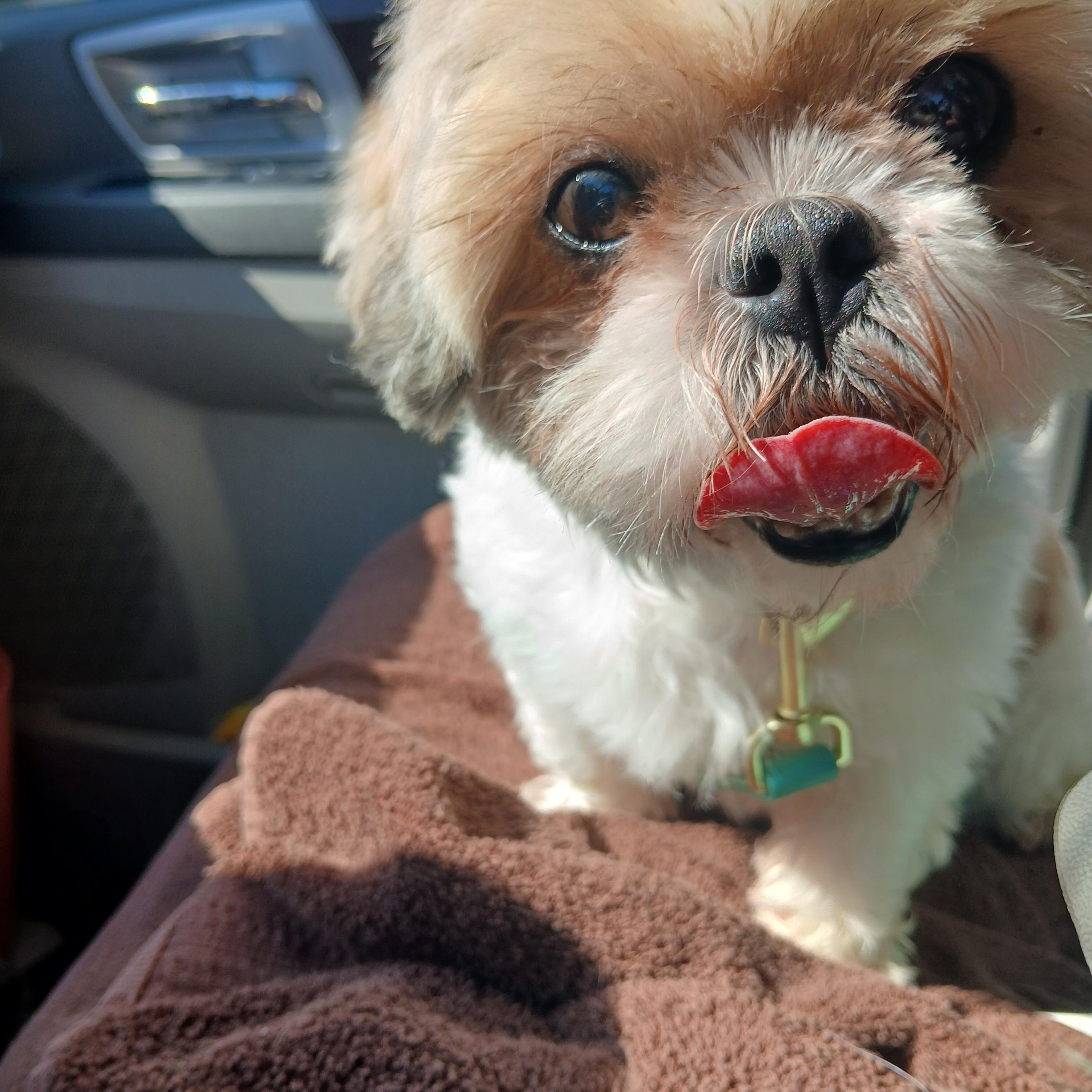 Lani, a ADOPTABLE Shih Tzu in Carey, OH image 2/5