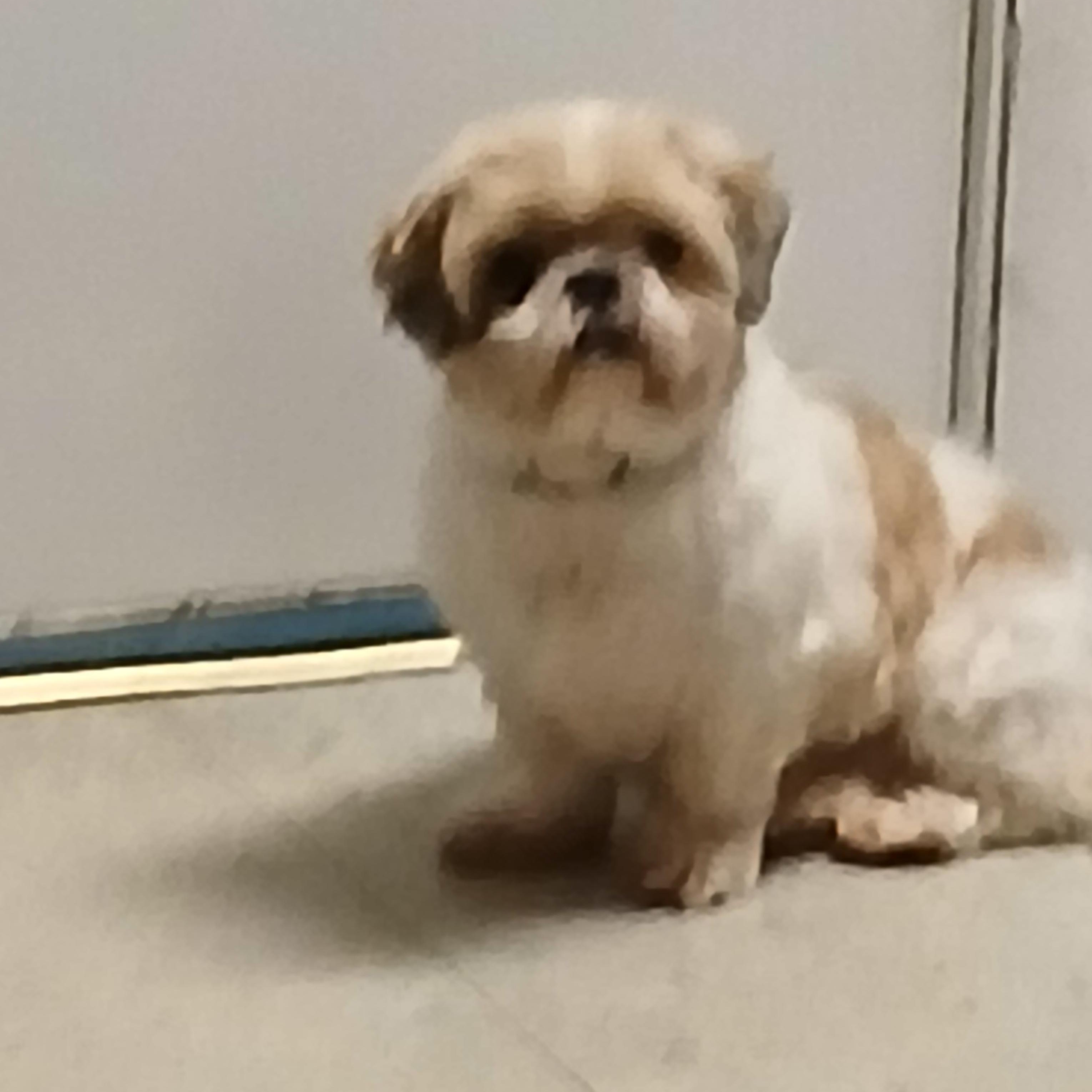 Lani, a ADOPTABLE Shih Tzu in Carey, OH image 5/5
