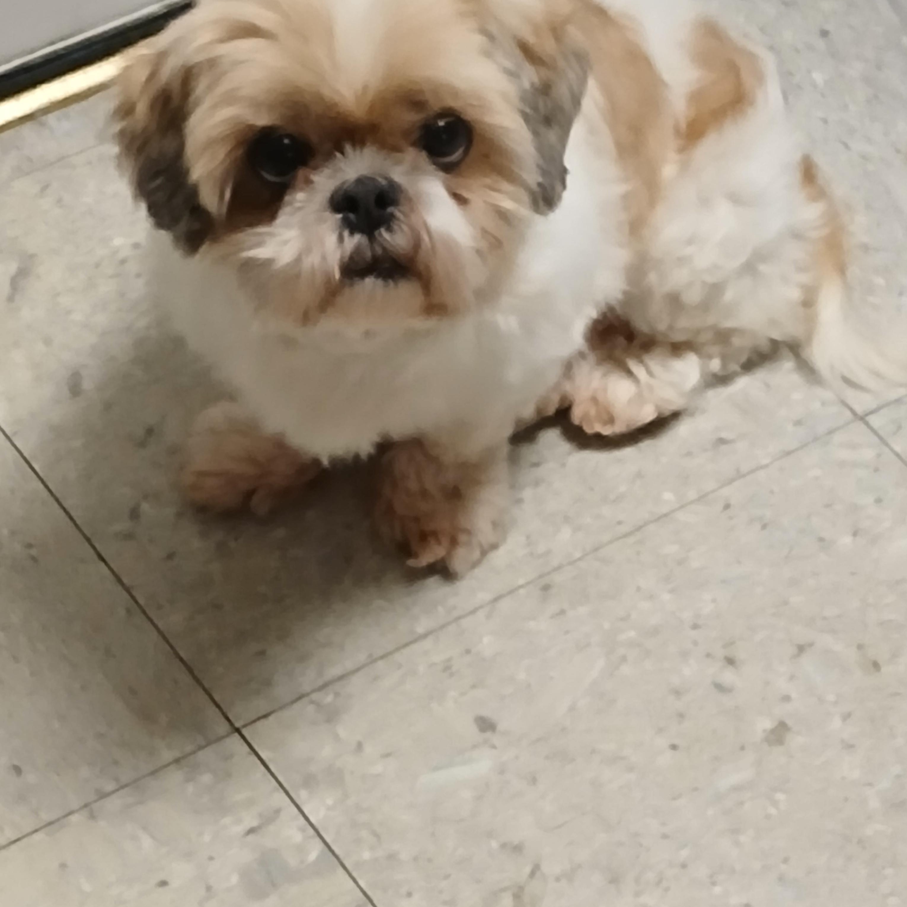 Lani, a ADOPTABLE Shih Tzu in Carey, OH image 4/5
