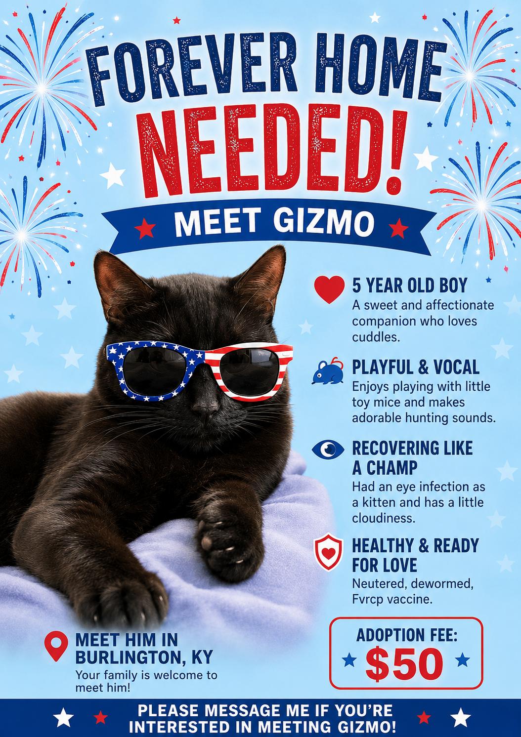 Gizmo-Handsome Sweetie, ADOPTABLE, Adult Male American Shorthair & Bombay.
