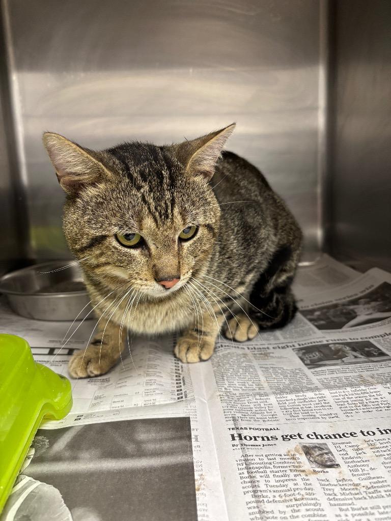 CHUCKLES, Adoptable, Adult Male Domestic Short Hair.