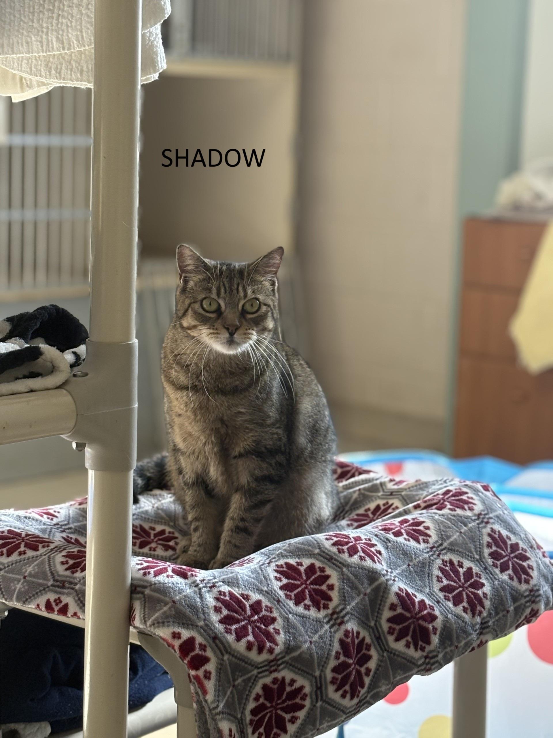 Shadow, Adoptable, Senior Female Domestic Short Hair.