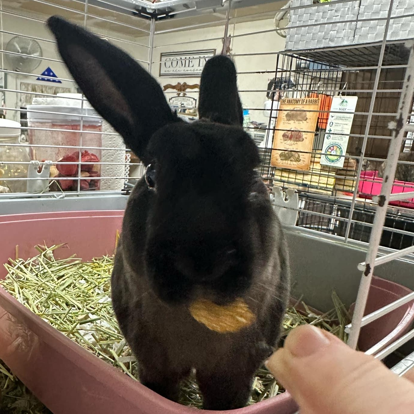 Whiskey, Adopted, Young Male Mini Rex.