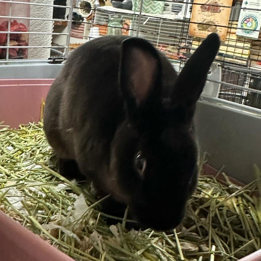 Whiskey, a Adopted Mini Rex in SAUCIER, MS image 2/2