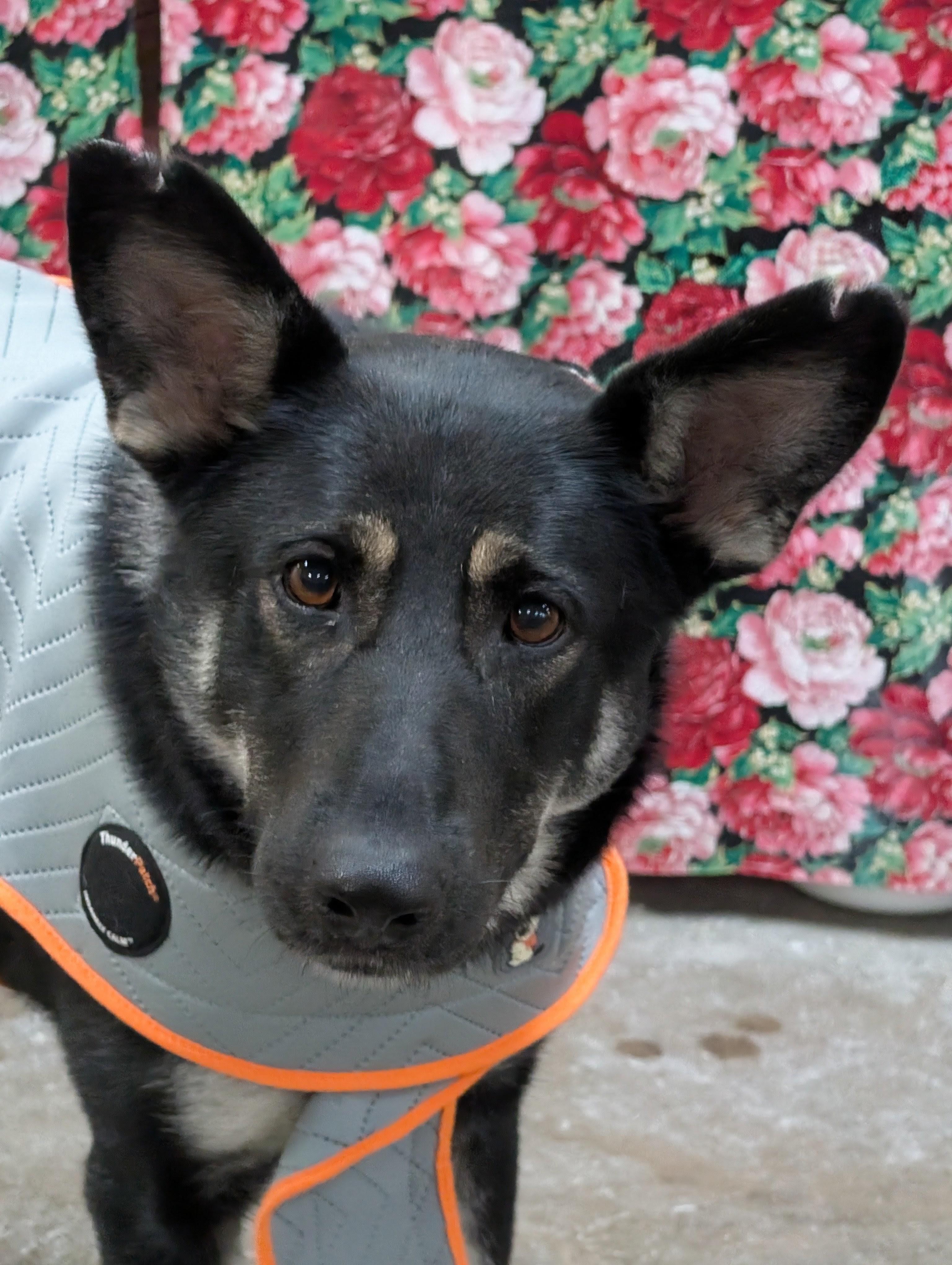 Enlarge Dolly, a Adoptable German Shepherd Dog in Decatur, IL image 1/1