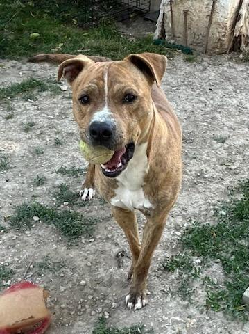 Silo, a Adoptable Pit Bull Terrier in Portland, IN image 1/6