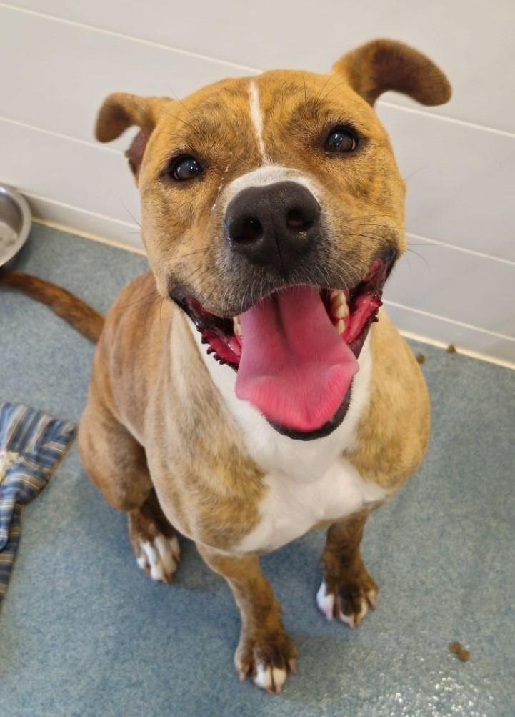 Silo, a Adoptable Pit Bull Terrier in Portland, IN image 2/6