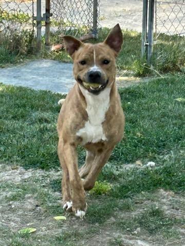 Silo, a Adoptable Pit Bull Terrier in Portland, IN image 3/6
