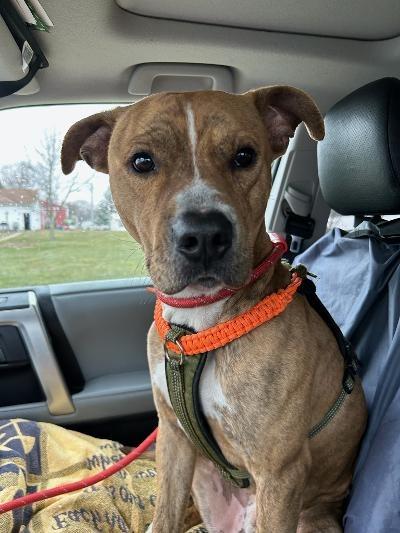 Silo, a Adoptable Pit Bull Terrier in Portland, IN image 6/6