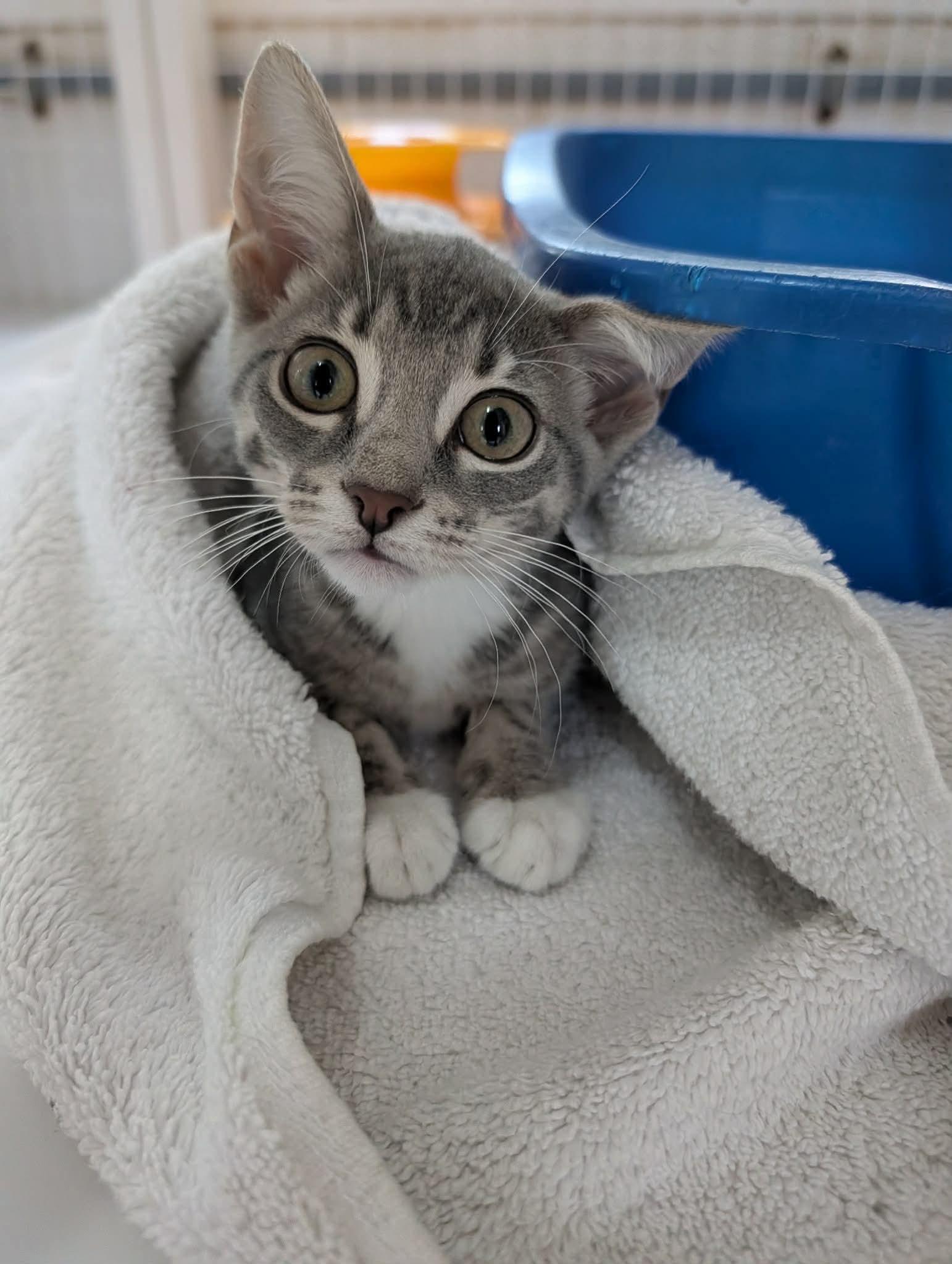Enlarge Subaru, a ADOPTABLE Domestic Short Hair in Melbourne, FL image 1/1