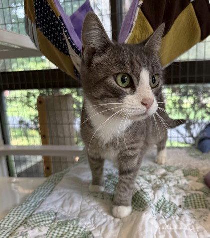 Helen, Adoptable, Young Female Domestic Short Hair.