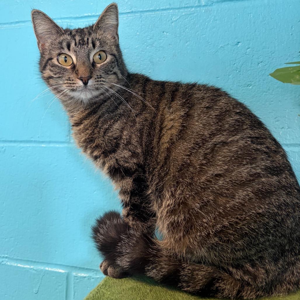 Enlarge Eleanor, a Adoptable Domestic Short Hair in Edwardsville, IL image 1/4