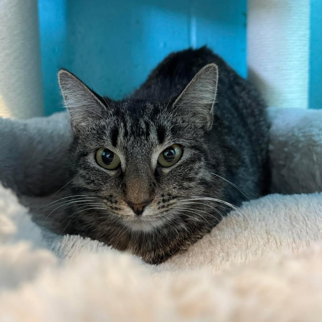 Eleanor, a Adoptable Domestic Short Hair in Edwardsville, IL image 1/3