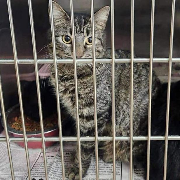 Eleanor, a Adoptable Domestic Short Hair in Edwardsville, IL image 2/3