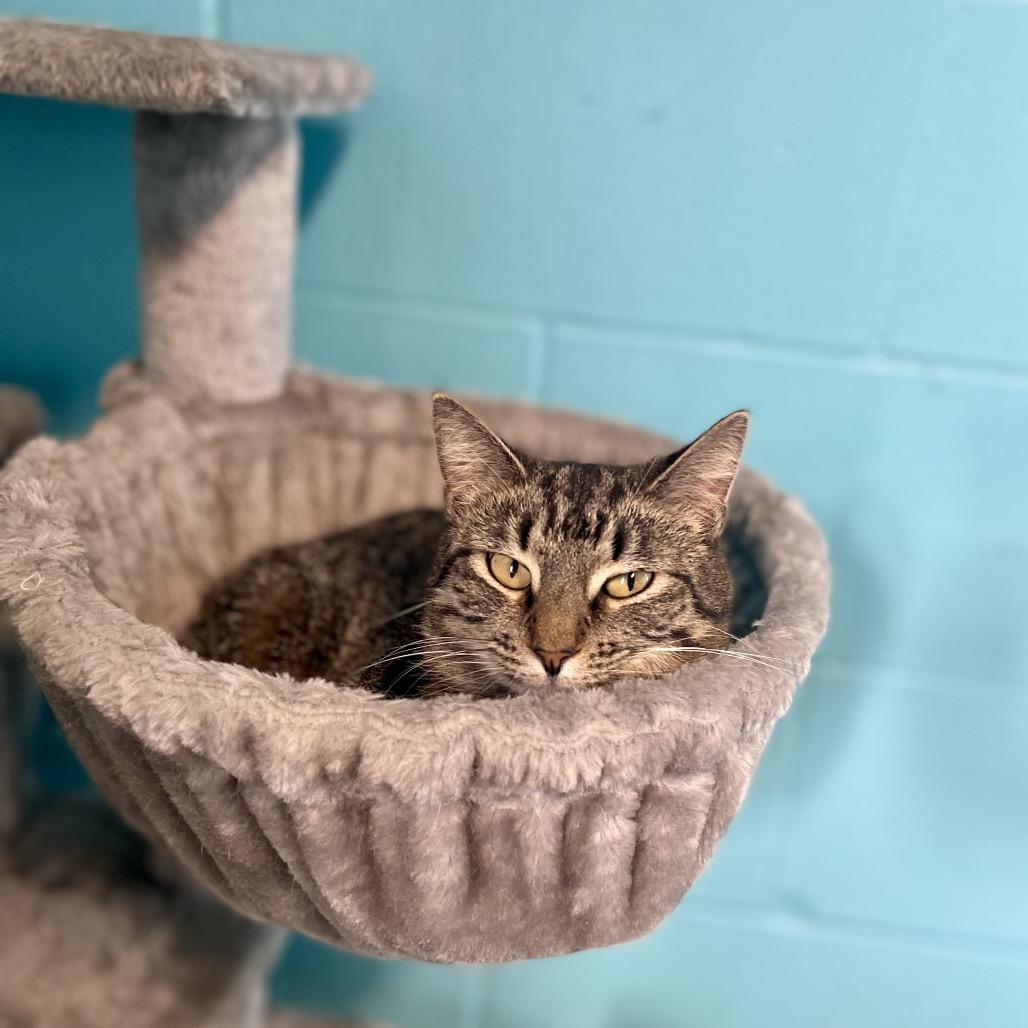 Enlarge Eleanor, a Adoptable Domestic Short Hair in Edwardsville, IL image 3/4