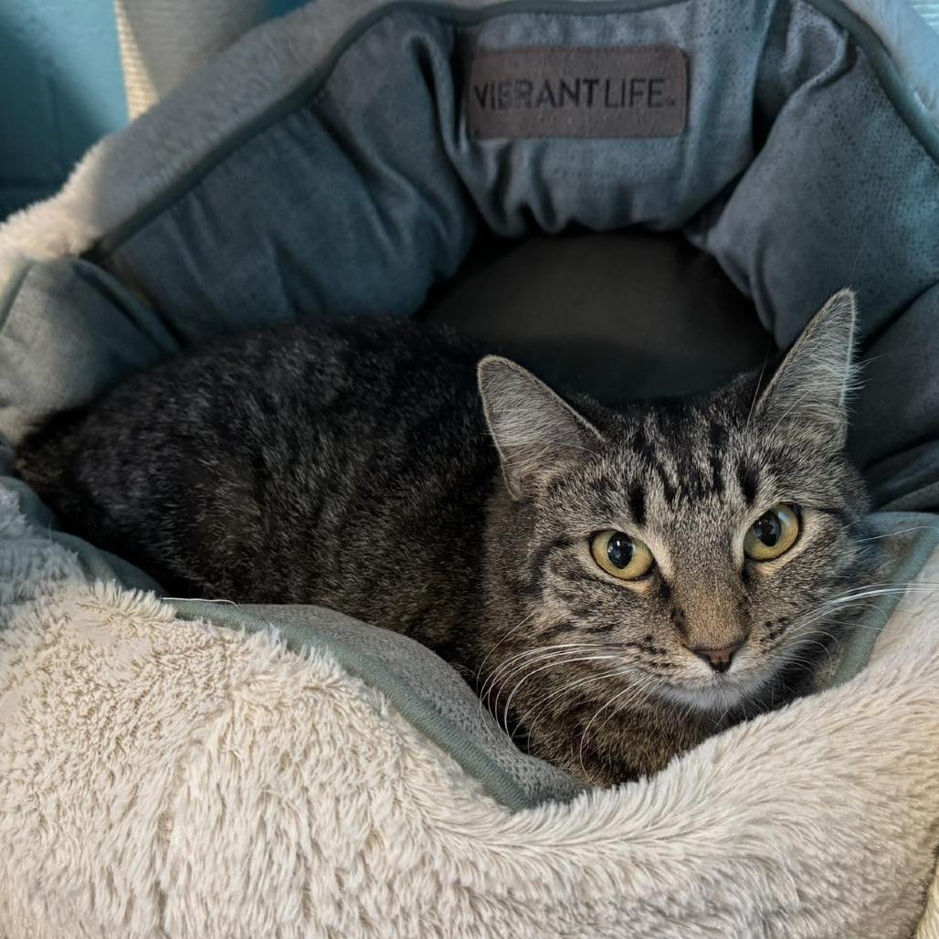 Eleanor, a Adoptable Domestic Short Hair in Edwardsville, IL image 3/3