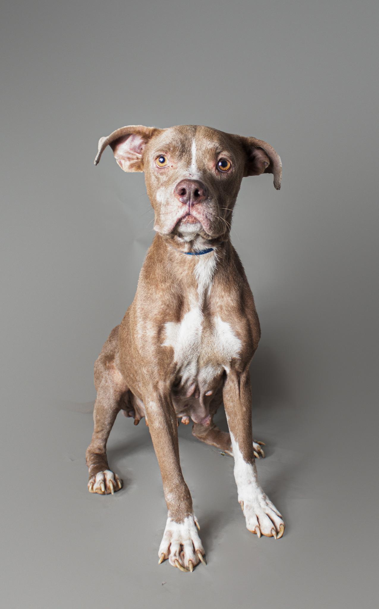 Tasha, Adoptable, Adult Female Pit Bull Terrier & Terrier.
