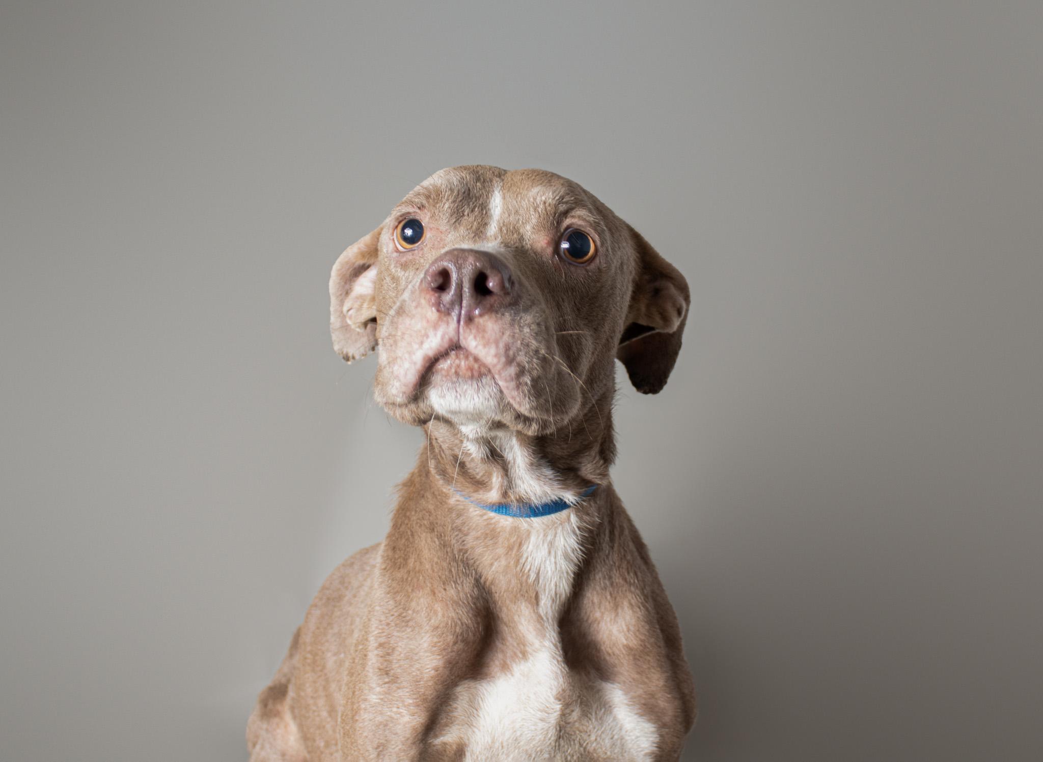 Tasha, a Adoptable mixed breed in Plaquemine, LA image 2/2
