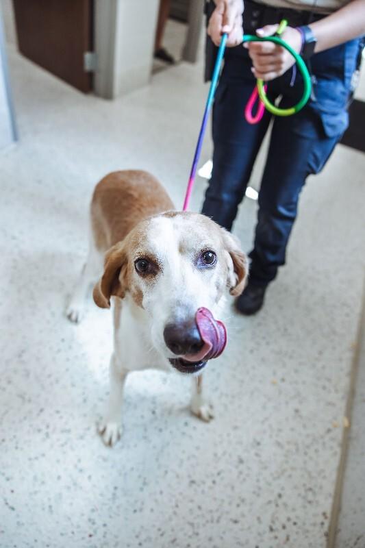 Frankenstein 2, Adoptable, Adult Male Hound.