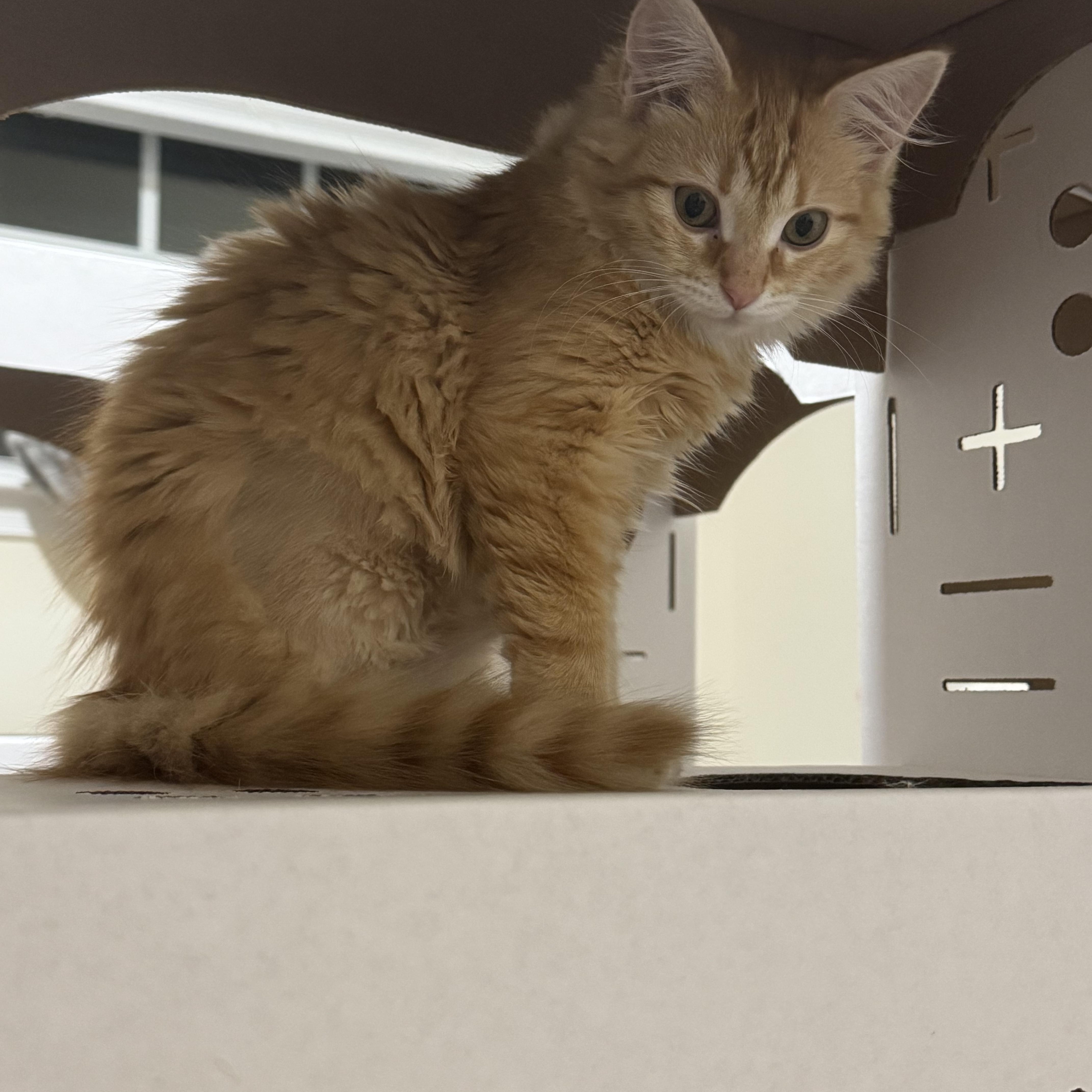 Olympia , adopted, Kitten Female Domestic Long Hair.