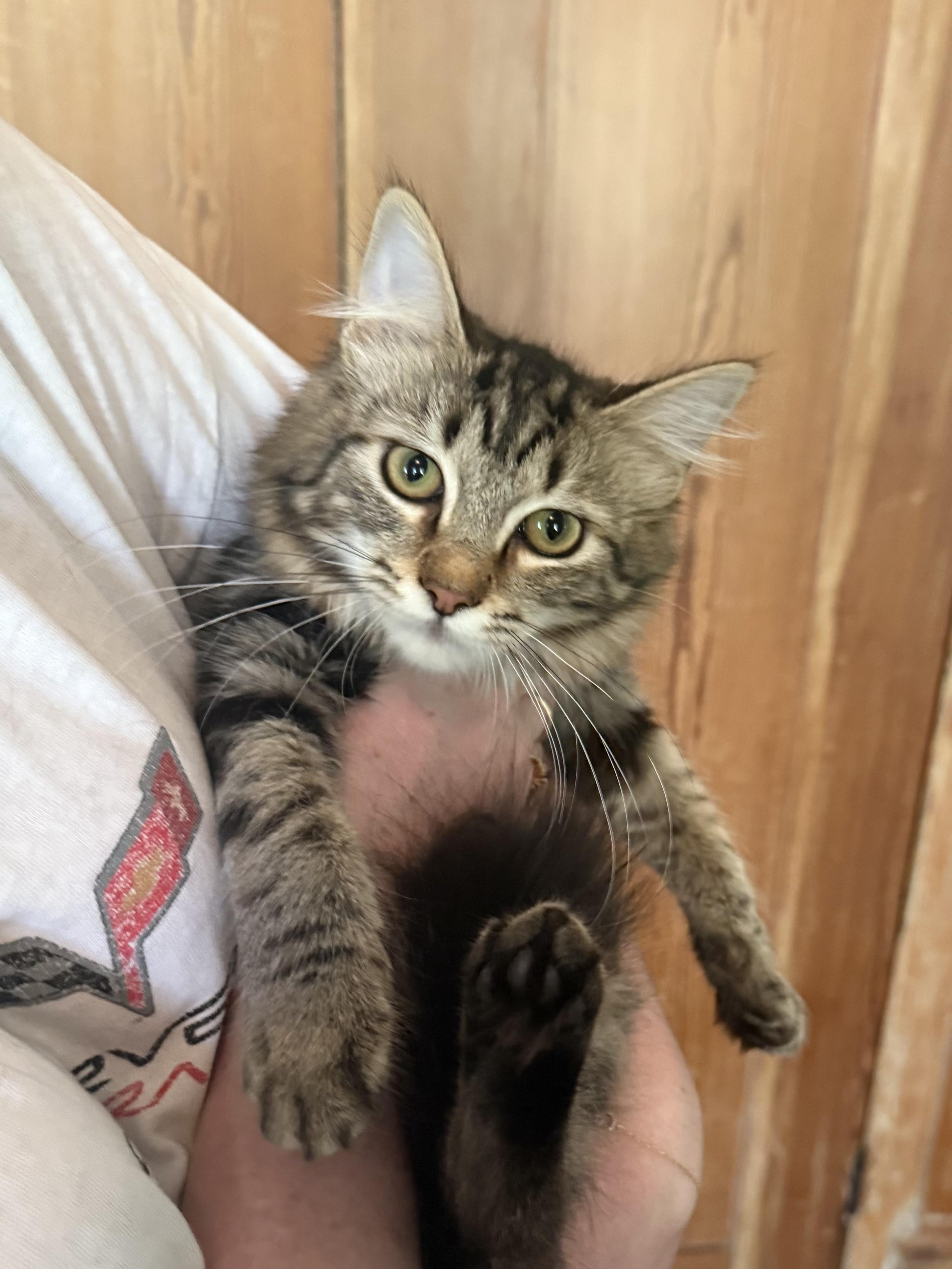 Jammy, a Adoptable mixed breed image 2/5