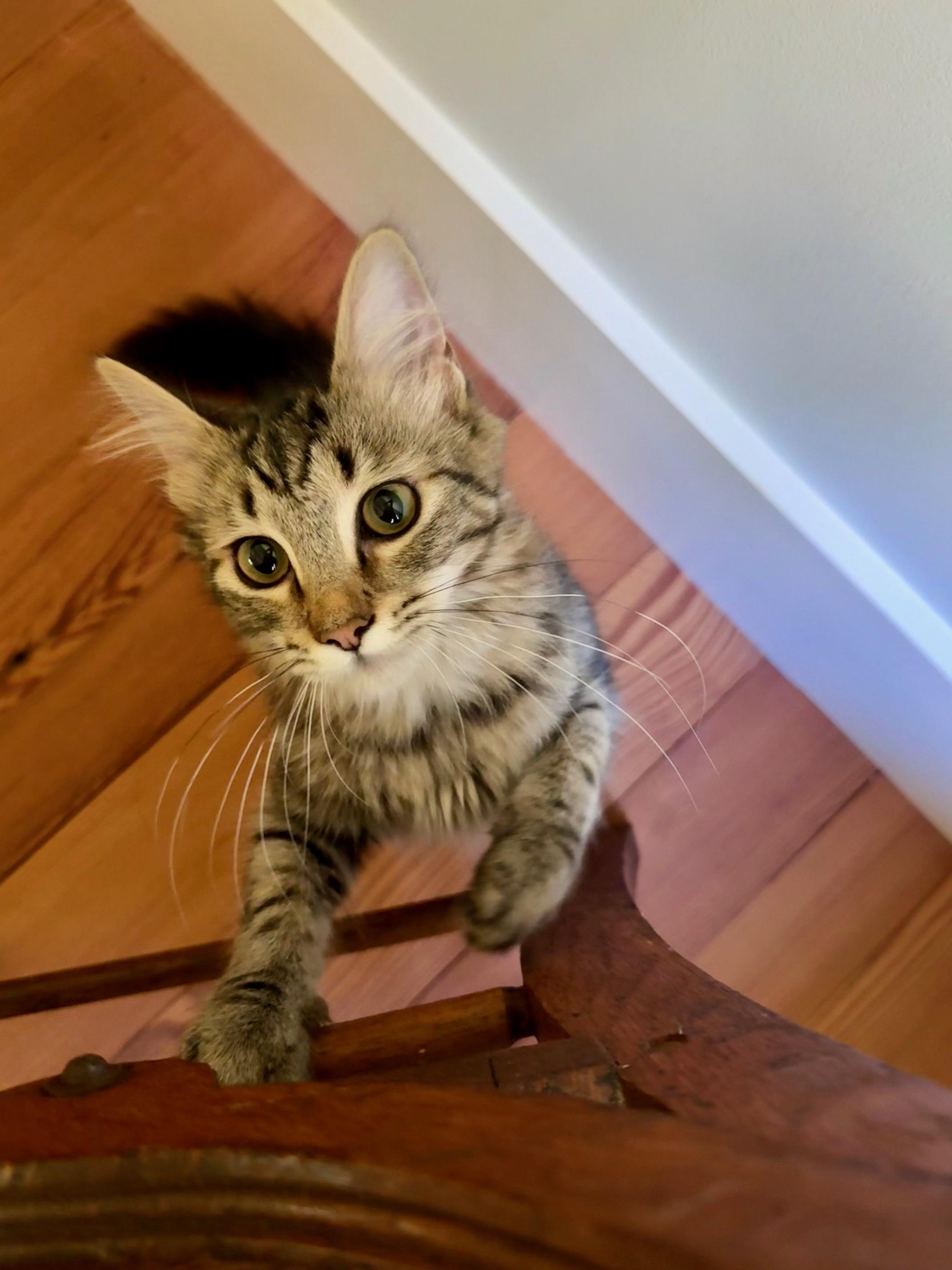 Jammy, a Adoptable mixed breed image 3/5